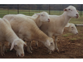 get-the-livestock-sheep-for-milk-and-wool-small-1
