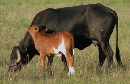 agricultural-cattle-for-sale-in-usa-at-best-prices-big-2