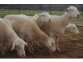 order-sheep-for-sale-online-at-best-prices-small-1