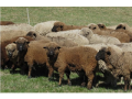 order-sheep-for-sale-online-at-best-prices-small-0