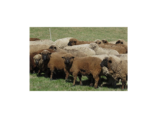 Order Sheep for Sale Online at Best Prices
