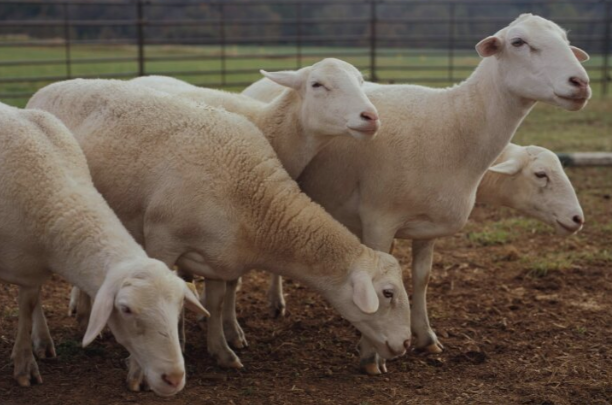 order-sheep-for-sale-online-at-best-prices-big-1