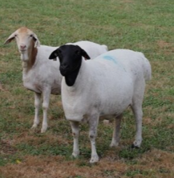 order-sheep-for-sale-online-at-best-prices-big-2