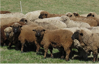 order-sheep-for-sale-online-at-best-prices-big-0