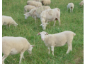 get-the-livestock-sheep-for-milk-and-wool-netherlands-small-2