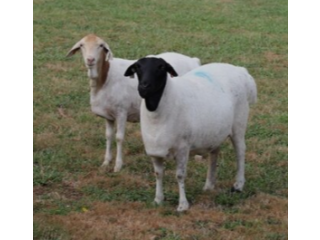 Get the Livestock Sheep for Milk and Wool (Netherlands)