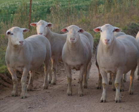 get-the-livestock-sheep-for-milk-and-wool-netherlands-big-1