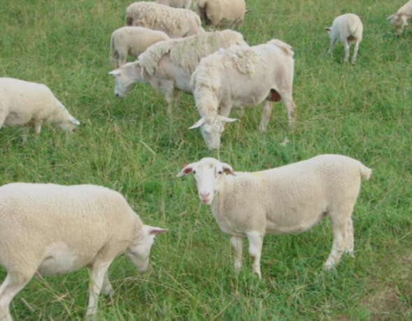 get-the-livestock-sheep-for-milk-and-wool-netherlands-big-2
