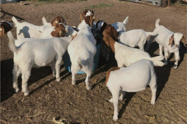 leading-platform-for-meat-goat-for-sale-in-usa-big-2
