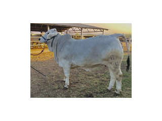 Buy Dairy Cows for Sale Online in USA
