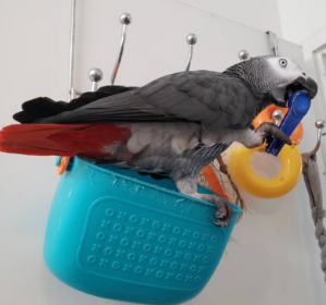 cheap-african-grey-parrot-for-sale-in-the-usa-big-0