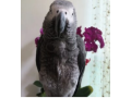 buy-african-grey-parrot-online-in-usa-small-2