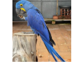 buy-macaw-parrots-online-at-best-market-prices-small-2
