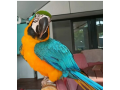 buy-macaw-parrots-online-at-best-market-prices-small-0