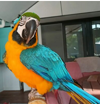 buy-macaw-parrots-online-at-best-market-prices-big-0